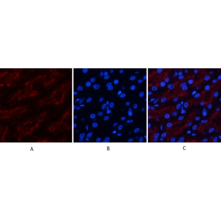 Immunofluorescence - Anti-FAS Antibody (B0927) - Antibodies.com