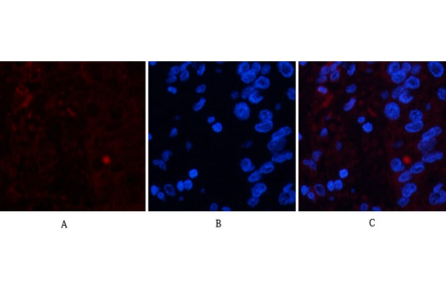 Immunofluorescence - Anti-FAS Antibody (B0927) - Antibodies.com