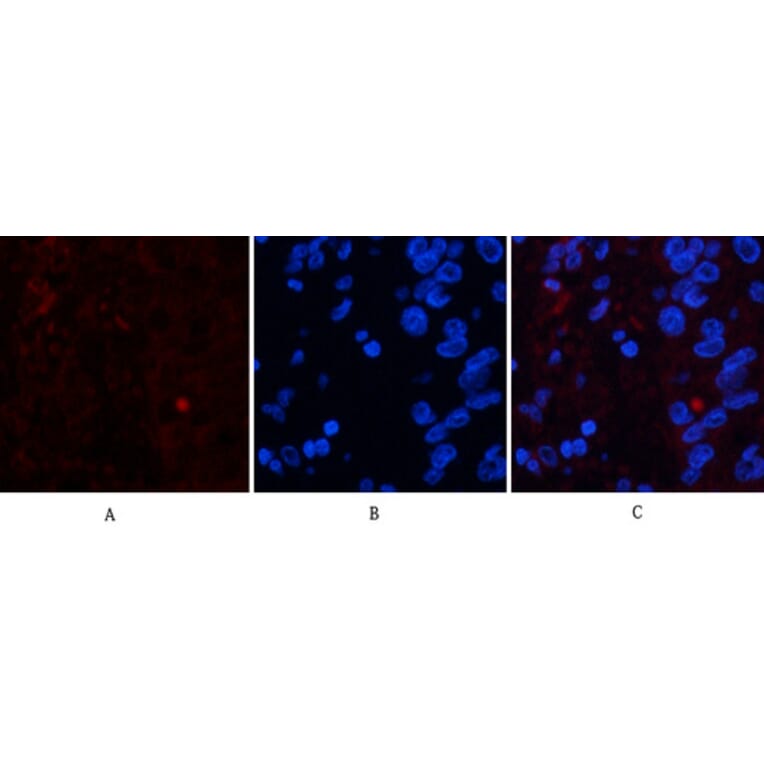 Immunofluorescence - Anti-FAS Antibody (B0927) - Antibodies.com