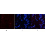 Immunofluorescence - Anti-FAS Antibody (B0927) - Antibodies.com