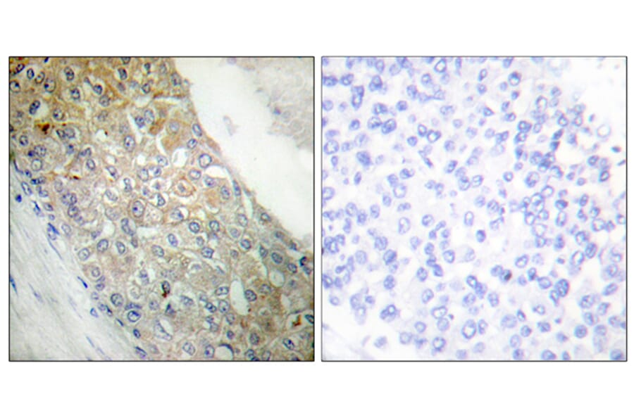 Immunohistochemistry - Anti-IR Antibody (B0493) - Antibodies.com