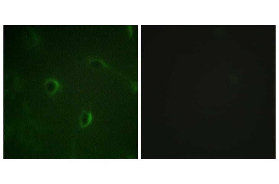 Immunofluorescence - Anti-IR Antibody (B0493) - Antibodies.com
