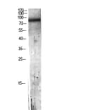 Western Blot - Anti-C7 Antibody (C30164) - Antibodies.com