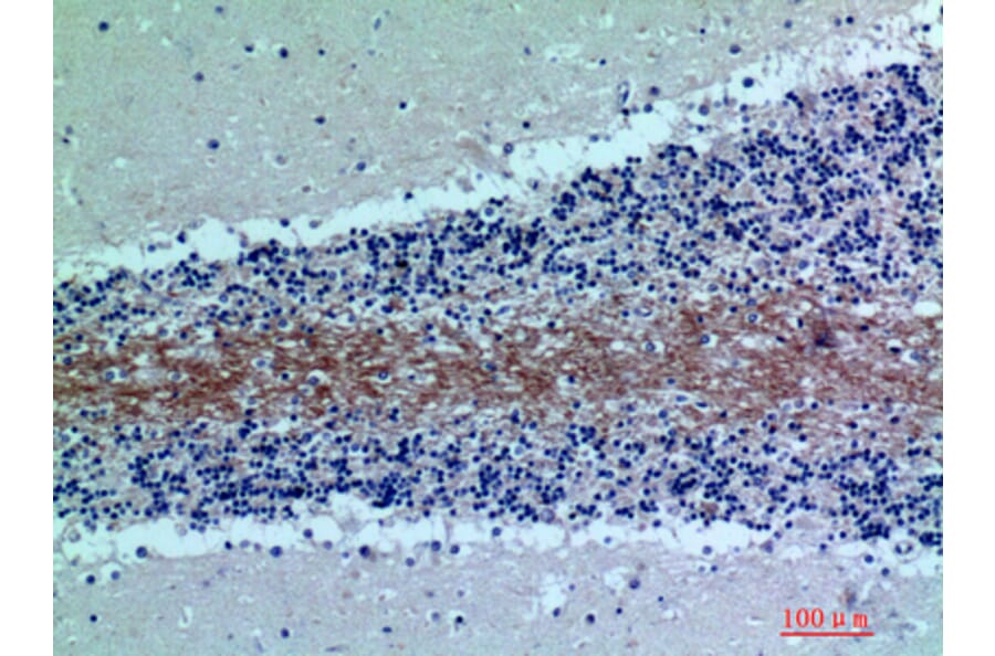 Immunohistochemistry - Anti-C7 Antibody (C30164) - Antibodies.com