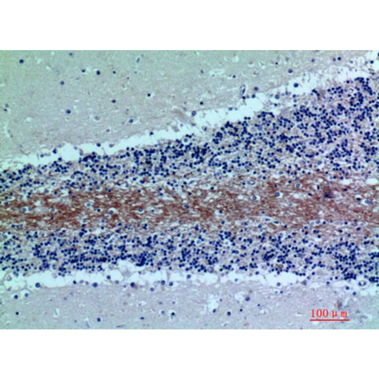 Immunohistochemistry - Anti-C7 Antibody (C30164) - Antibodies.com