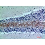 Immunohistochemistry - Anti-C7 Antibody (C30164) - Antibodies.com