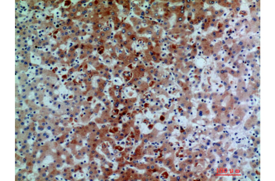 Immunohistochemistry - Anti-C7 Antibody (C30164) - Antibodies.com