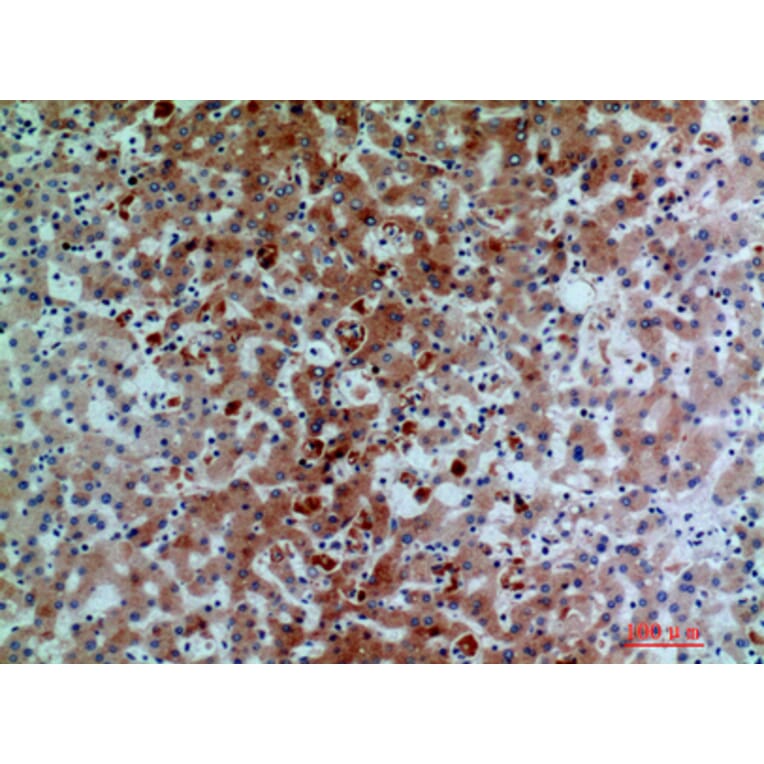 Immunohistochemistry - Anti-C7 Antibody (C30164) - Antibodies.com
