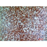 Immunohistochemistry - Anti-C7 Antibody (C30164) - Antibodies.com