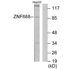 Western Blot - Anti-ZNF785 Antibody (C11407) - Antibodies.com