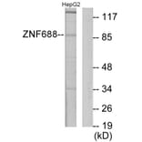 Western Blot - Anti-ZNF785 Antibody (C11407) - Antibodies.com