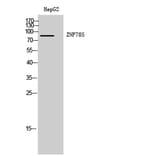 Western Blot - Anti-ZNF785 Antibody (C11407) - Antibodies.com