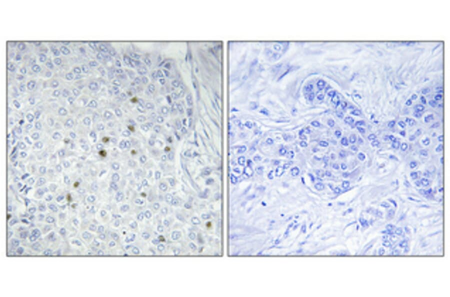 Immunohistochemistry - Anti-ZNF785 Antibody (C11407) - Antibodies.com