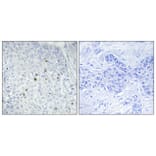 Immunohistochemistry - Anti-ZNF785 Antibody (C11407) - Antibodies.com