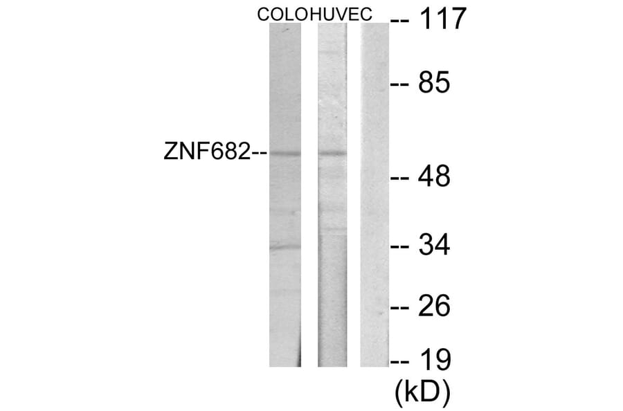 Western Blot - Anti-ZNF682 Antibody (C10241) - Antibodies.com