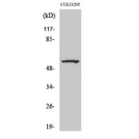 Western Blot - Anti-ZNF682 Antibody (C10241) - Antibodies.com