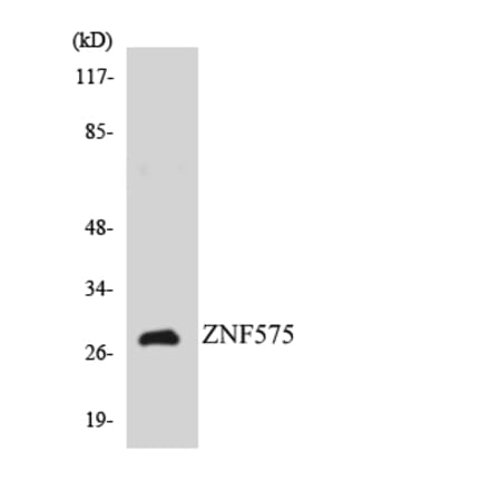 Western Blot - Anti-ZNF575 Antibody (R12-3703) - Antibodies.com