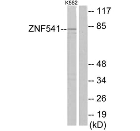 Western Blot - Anti-ZNF541 Antibody (C11671) - Antibodies.com