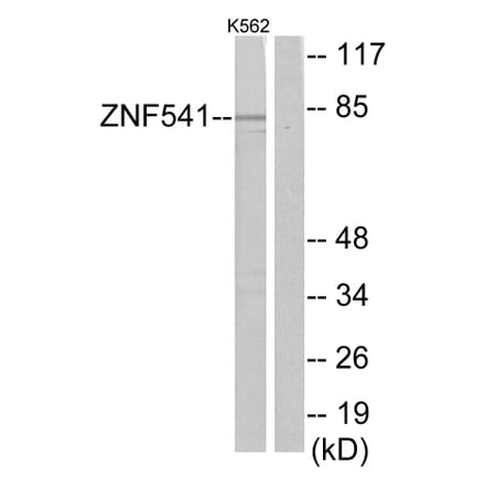 Western Blot - Anti-ZNF541 Antibody (C11671) - Antibodies.com