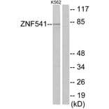 Western Blot - Anti-ZNF541 Antibody (C11671) - Antibodies.com