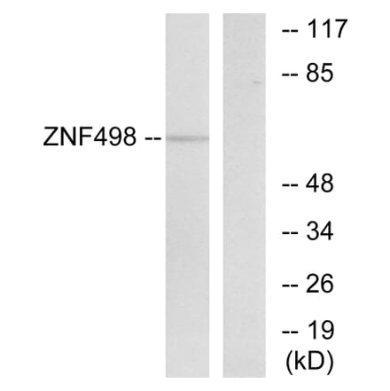 Western Blot - Anti-ZNF498 Antibody (C19675) - Antibodies.com