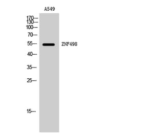 Western Blot - Anti-ZNF498 Antibody (C20532) - Antibodies.com