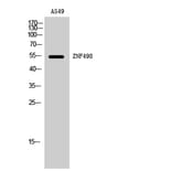 Western Blot - Anti-ZNF498 Antibody (C20532) - Antibodies.com