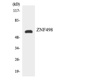 Western Blot - Anti-ZNF498 Antibody (R12-3702) - Antibodies.com