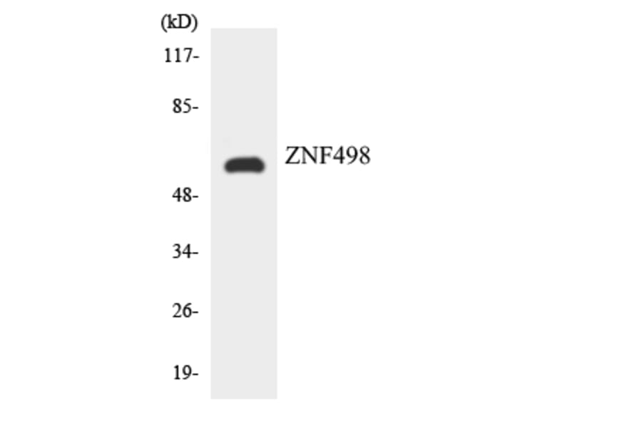 Western Blot - Anti-ZNF498 Antibody (R12-3702) - Antibodies.com