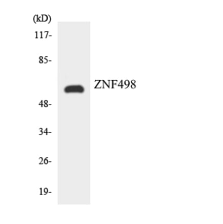 Western Blot - Anti-ZNF498 Antibody (R12-3702) - Antibodies.com