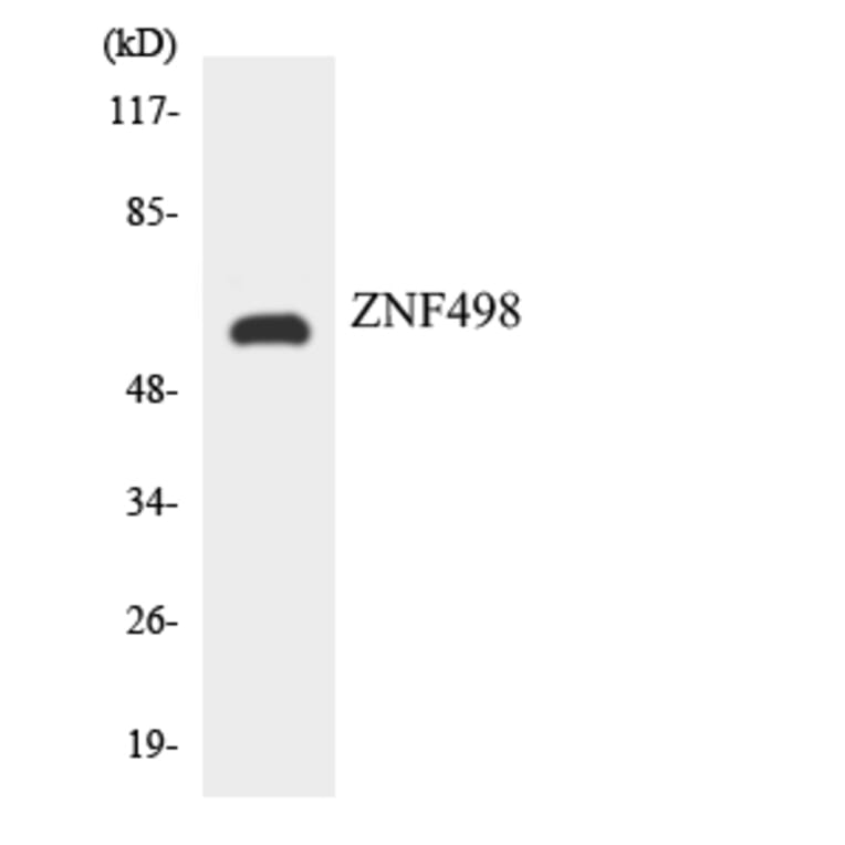 Western Blot - Anti-ZNF498 Antibody (R12-3702) - Antibodies.com