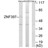 Western Blot - Anti-ZNF397 Antibody (C11371) - Antibodies.com