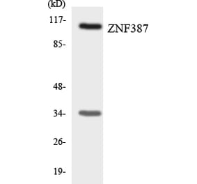 Western Blot - Anti-ZNF387 Antibody (R12-3699) - Antibodies.com