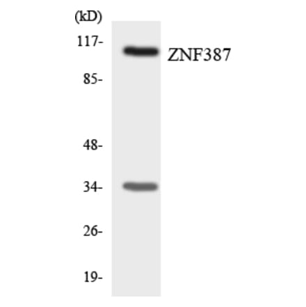 Western Blot - Anti-ZNF387 Antibody (R12-3699) - Antibodies.com