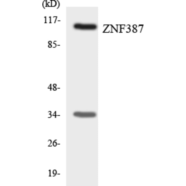 Western Blot - Anti-ZNF387 Antibody (R12-3699) - Antibodies.com