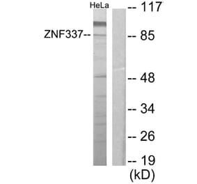 Western Blot - Anti-ZNF337 Antibody (C11951) - Antibodies.com