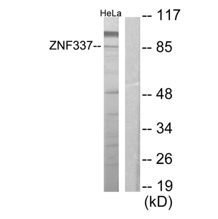 Western Blot - Anti-ZNF337 Antibody (C11951) - Antibodies.com