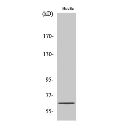 Western Blot - Anti-ZNF329 Antibody (C20612) - Antibodies.com