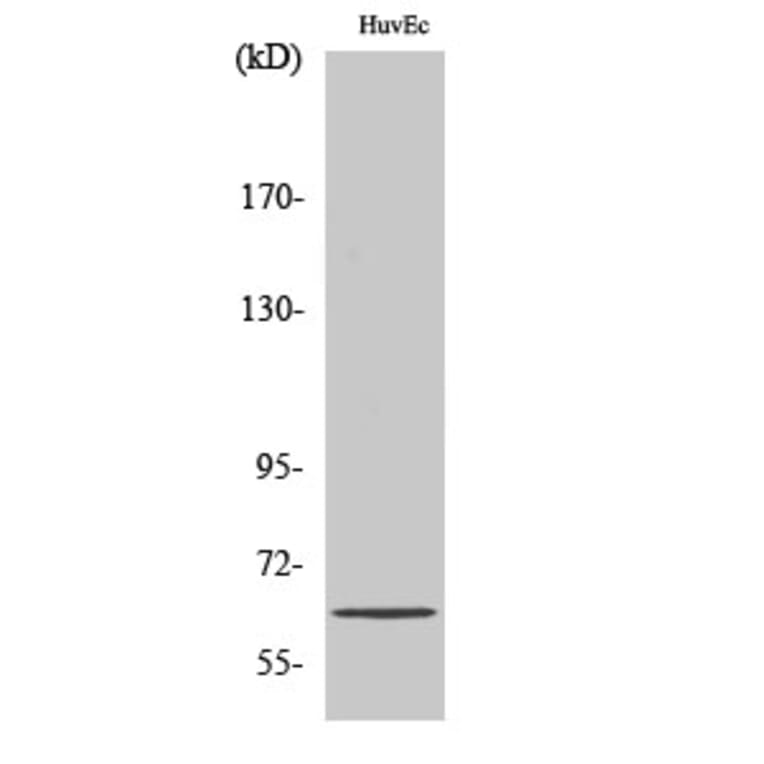 Western Blot - Anti-ZNF329 Antibody (C20612) - Antibodies.com