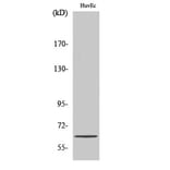 Western Blot - Anti-ZNF329 Antibody (C20612) - Antibodies.com