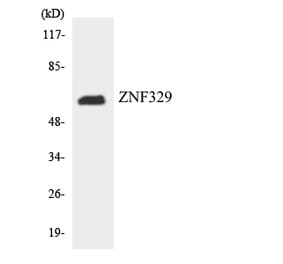 Western Blot - Anti-ZNF329 Antibody (R12-3698) - Antibodies.com