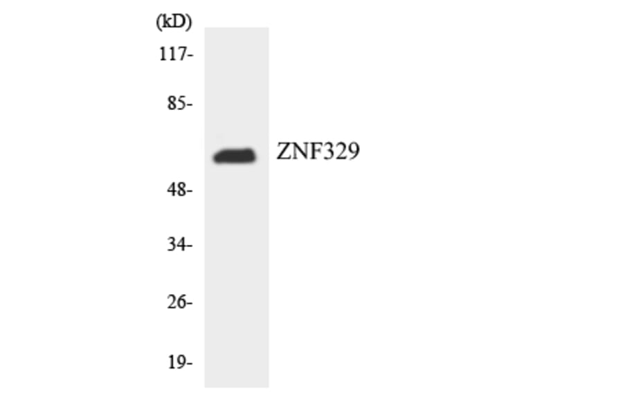Western Blot - Anti-ZNF329 Antibody (R12-3698) - Antibodies.com