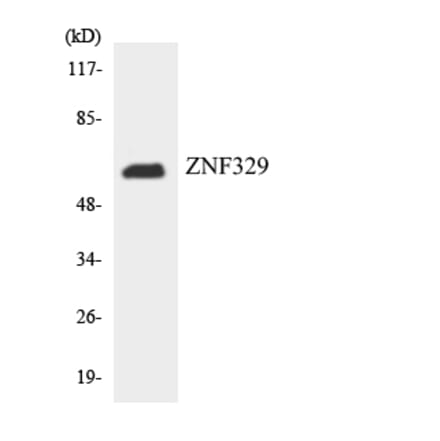 Western Blot - Anti-ZNF329 Antibody (R12-3698) - Antibodies.com