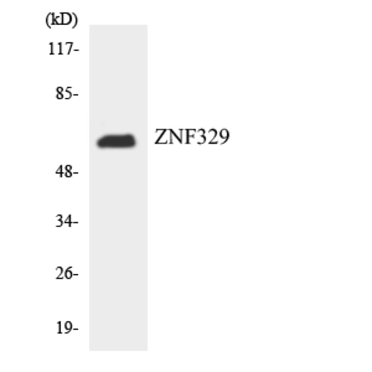 Western Blot - Anti-ZNF329 Antibody (R12-3698) - Antibodies.com