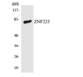 Western Blot - Anti-ZNF225 Antibody (R12-3694) - Antibodies.com