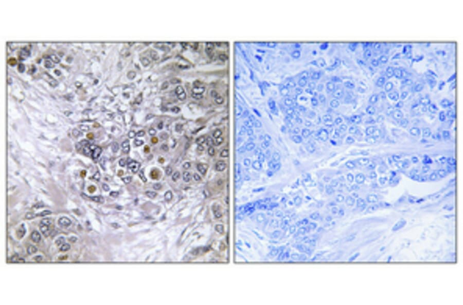 Immunohistochemistry - Anti-ZNF147 Antibody (C11026) - Antibodies.com