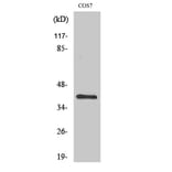 Western Blot - Anti-ZNF134 Antibody (C10705) - Antibodies.com