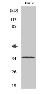 Western blot analysis of various cells using Anti-ZDHHC7 Antibody.