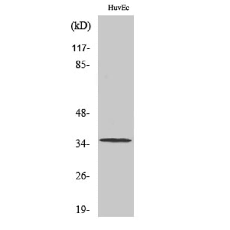 Western Blot - Anti-ZDHHC7 Antibody (C17599) - Antibodies.com