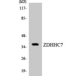 Western Blot - Anti-ZDHHC7 Antibody (R12-3691) - Antibodies.com